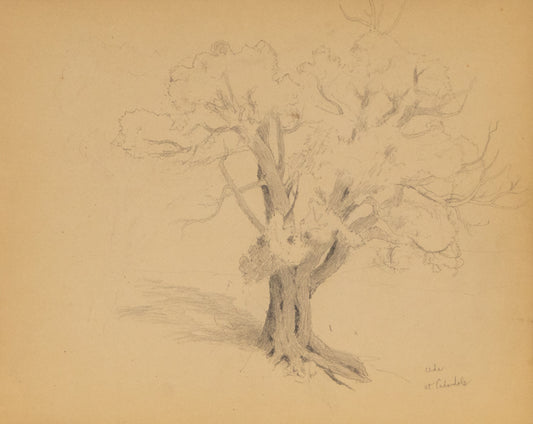 Charles Partridge Adams (1858-1942) artwork for sale. Cedar At Carbondale, Graphite Drawing, circa 1910