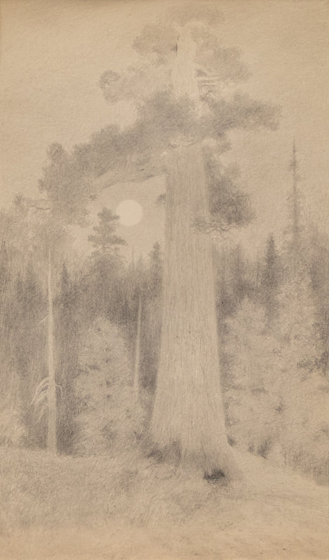 Charles Partridge Adams (1858-1942) artwork for sale. Untitled, Graphite Drawing, circa 1910