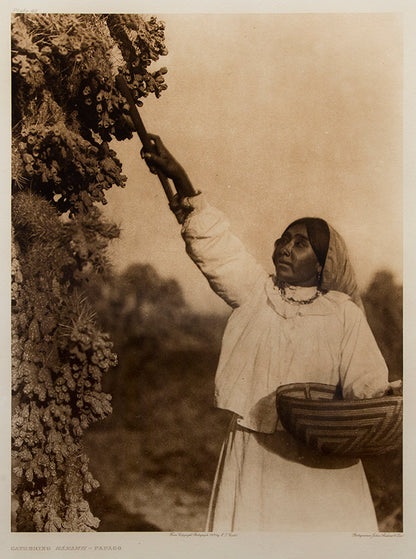 Gathering Hánamh- Papago, Portfolio #2, Plate #49, Photogravure Photogravure, 1907