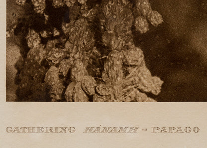 Gathering Hánamh- Papago, Portfolio #2, Plate #49, Photogravure Photogravure, 1907