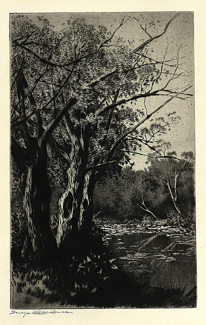 Willows, Etching Print, circa 1920