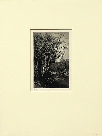 Willows, Etching Print, circa 1920