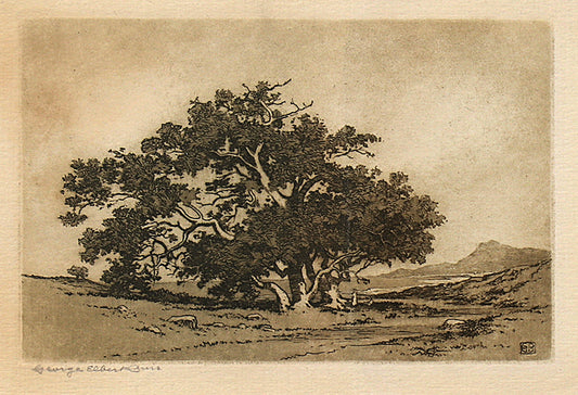 Santa Barbara Live Oaks (California Landscape), Etching Print