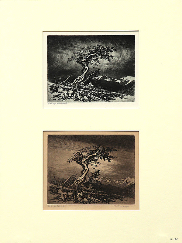 Timberline Pine (Estes Park, Colorado), Etching Print, 1917