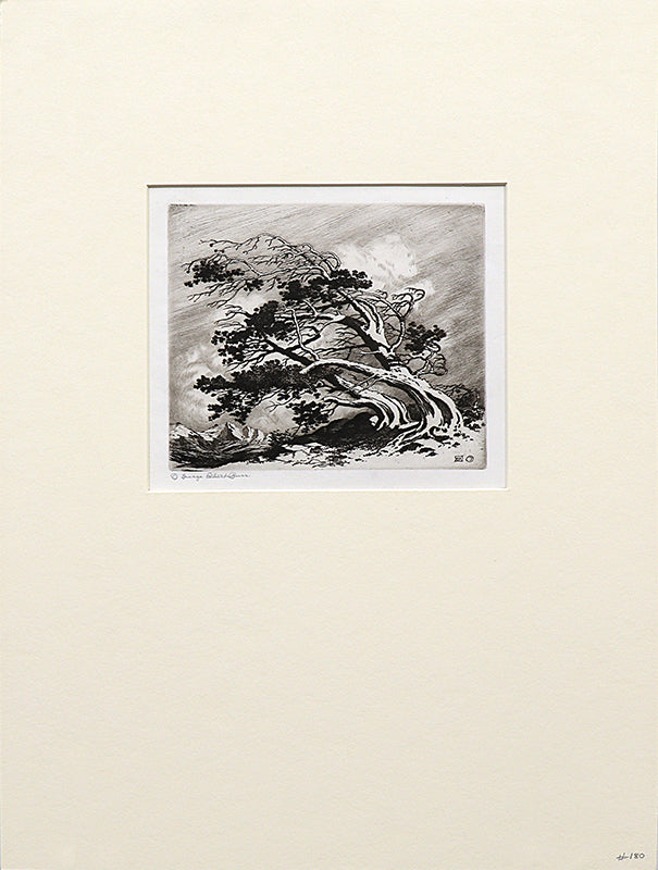 Pines in Wind, Estes Park (Pines In Winter, Colorado), Etching Print, circa 1915