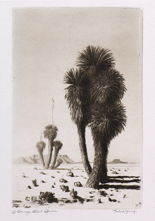 Yuccas (Arizona - Desert Set), Etching Print, circa 1921