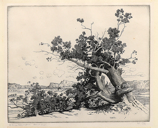 Old Cedars, New Mexico (Desert Set), Etching Print, circa 1921