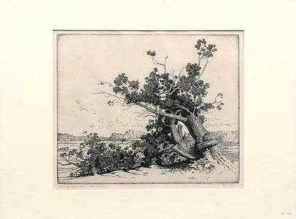 Old Cedars, New Mexico (Desert Set), Etching Print, circa 1921