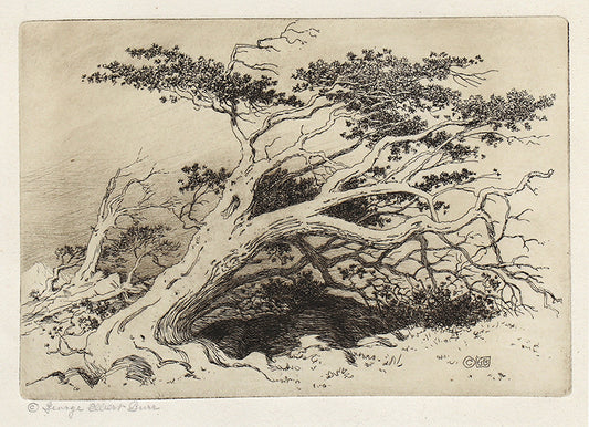 Untitled (Bristlecone Pine, Christmas Plate), Etching Print, circa 1915