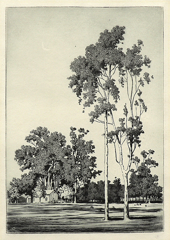 Eucalyptus Trees, Santa Barbara (California), Etching Print, circa 1925