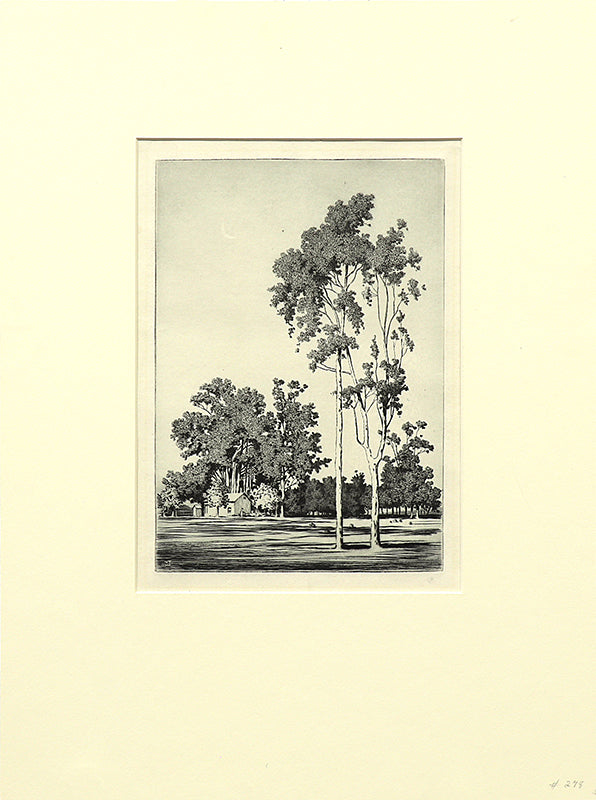 Eucalyptus Trees, Santa Barbara (California), Etching Print, circa 1925