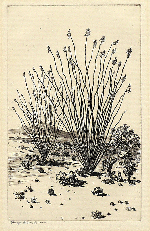 Ocotillo, Arizona, Etching Print, circa 1925