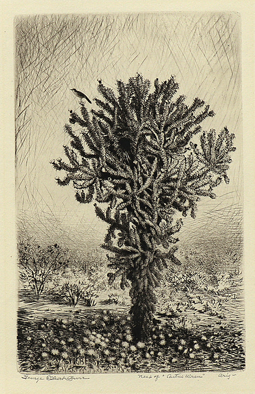 Nest of Cactus Wren, Arizona, Etching Print, circa 1925