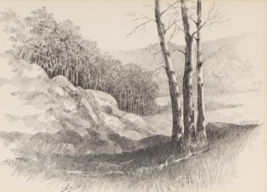 Untitled (Aspen Grove, Colorado), Graphite Drawing