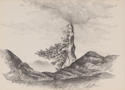 Untitled (Old Bristlecone Pine), Graphite Drawing