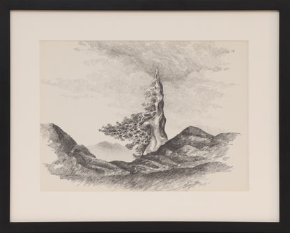 Untitled (Old Bristlecone Pine), Graphite Drawing