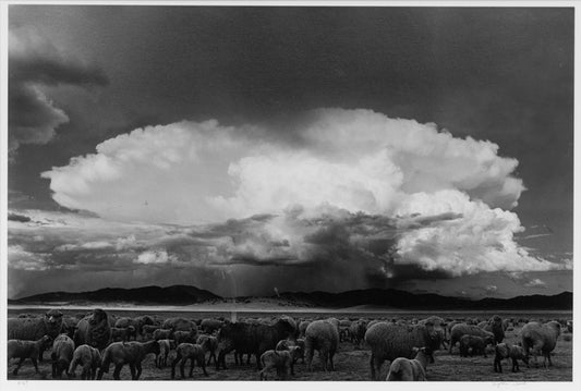 Sheep, Storm, South Park, Colorado, Photograph, 1967