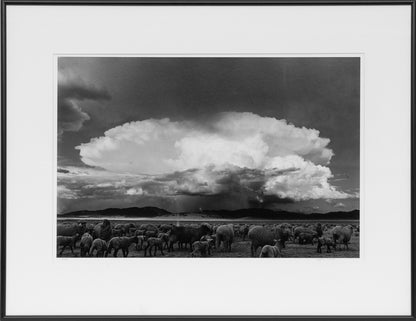 Sheep, Storm, South Park, Colorado, Photograph, 1967